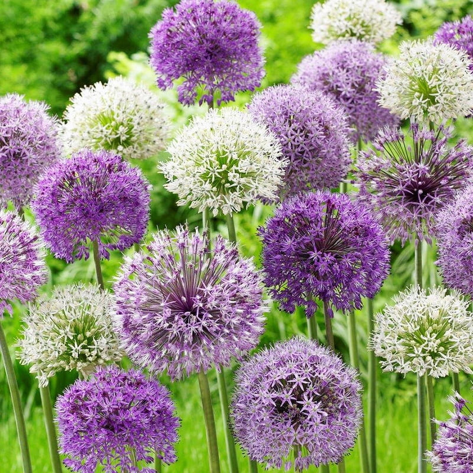 Bubble Blend Allium Flower Bulbs Mix - 10 Bulbs per Pack - Attracts Butterflies and Hummingbirds - Deer Resistant - Good as Cut Flowers - Naturalizing - Perennializing
