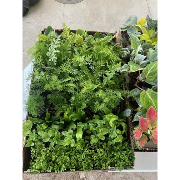 BubbleBloom Fern Assortment Growers Choice Mix Wholesale Bulk Plants 2 inch 90-Pack