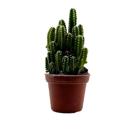 BubbleBlooms Acanthocereus tetragonus, Fairy Castle Cactus- 2 Inch Pot