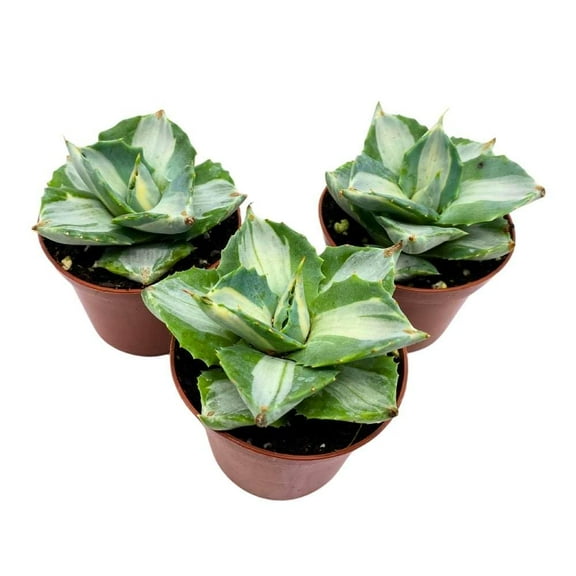 BubbleBlooms Agave Mediopicta Albo Variegated Rare Aloe Set of 3 in 2 inch pots