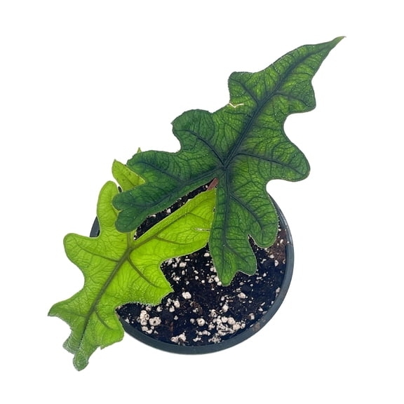 BubbleBlooms Alocasia Jacklyn, Tandurusa, Extremely Rare Alocasia Jaclyn, 4 inch Pot