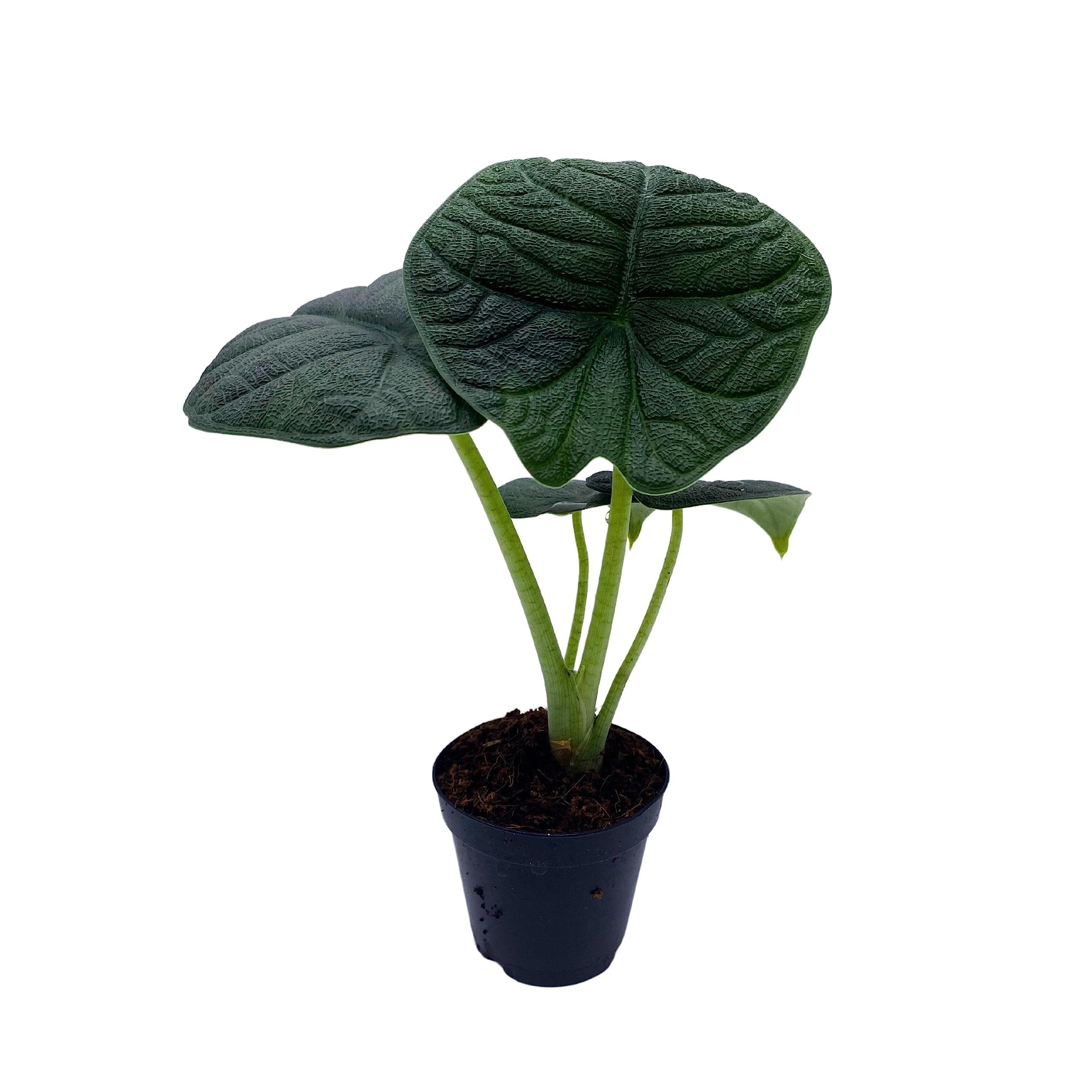 Alocasia Melo, Rhino Skin Alocasia, Alocasia Rugosa in 2 inch Pot ...
