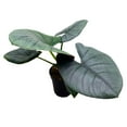 thumbnail image 1 of BubbleBlooms Alocasia Reginae Mirror Face 4 inch Rare House Plant, 1 of 9