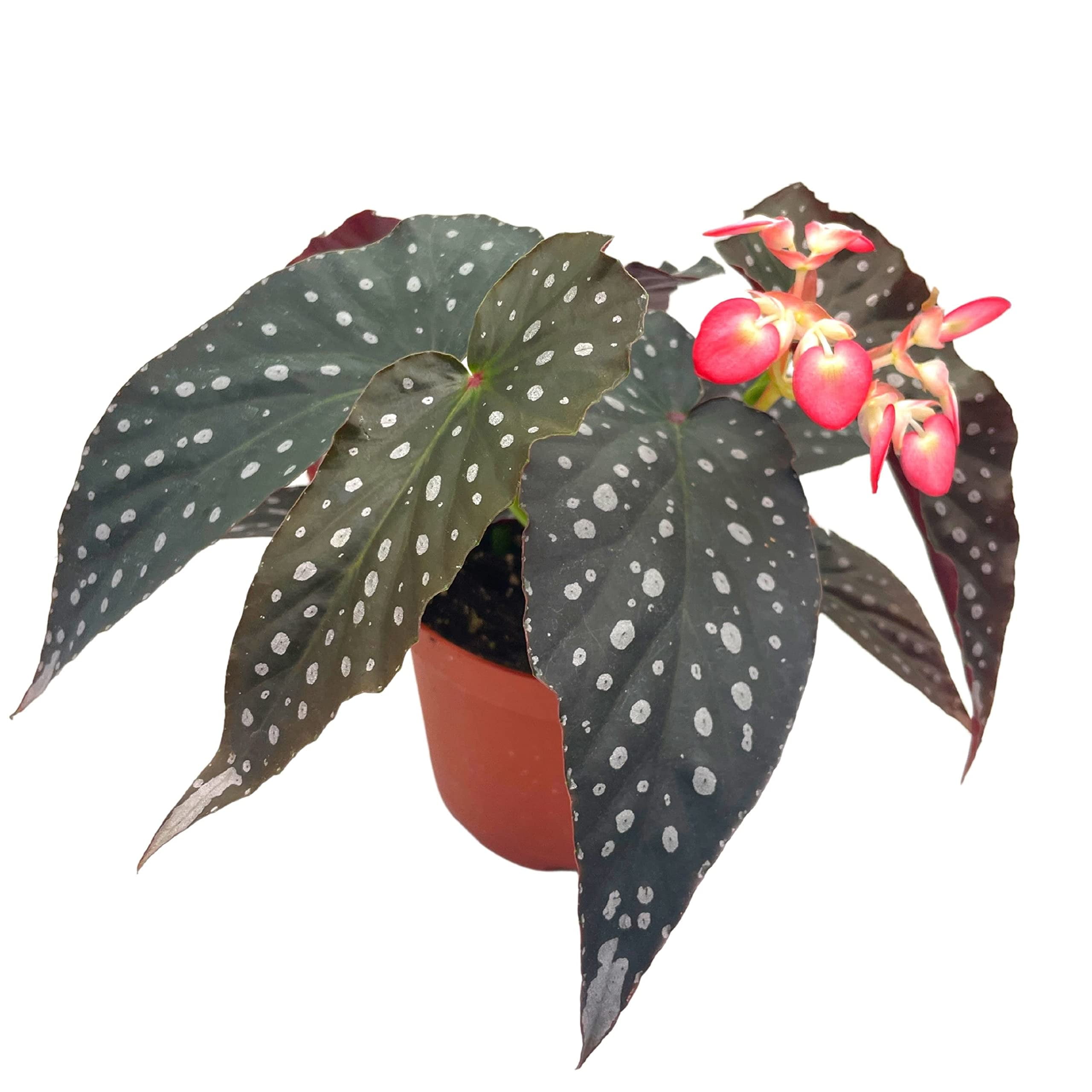 BubbleBlooms Angel Wings Polka Dot Begonia Live Plants in 6" Plastic Pots