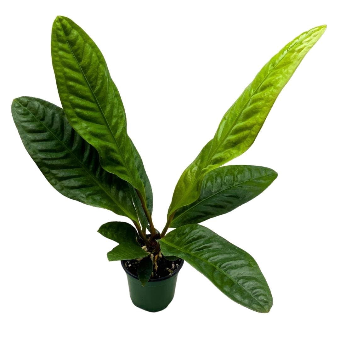 BubbleBlooms Anthurium Superbum 4 inch - Walmart.com