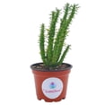 thumbnail image 1 of BubbleBlooms Austrocylindropuntia Subulata, Pink Eves Pin Needle Cactus, Opuntia Subulata cylindrica, 4-inch Pot., 1 of 8