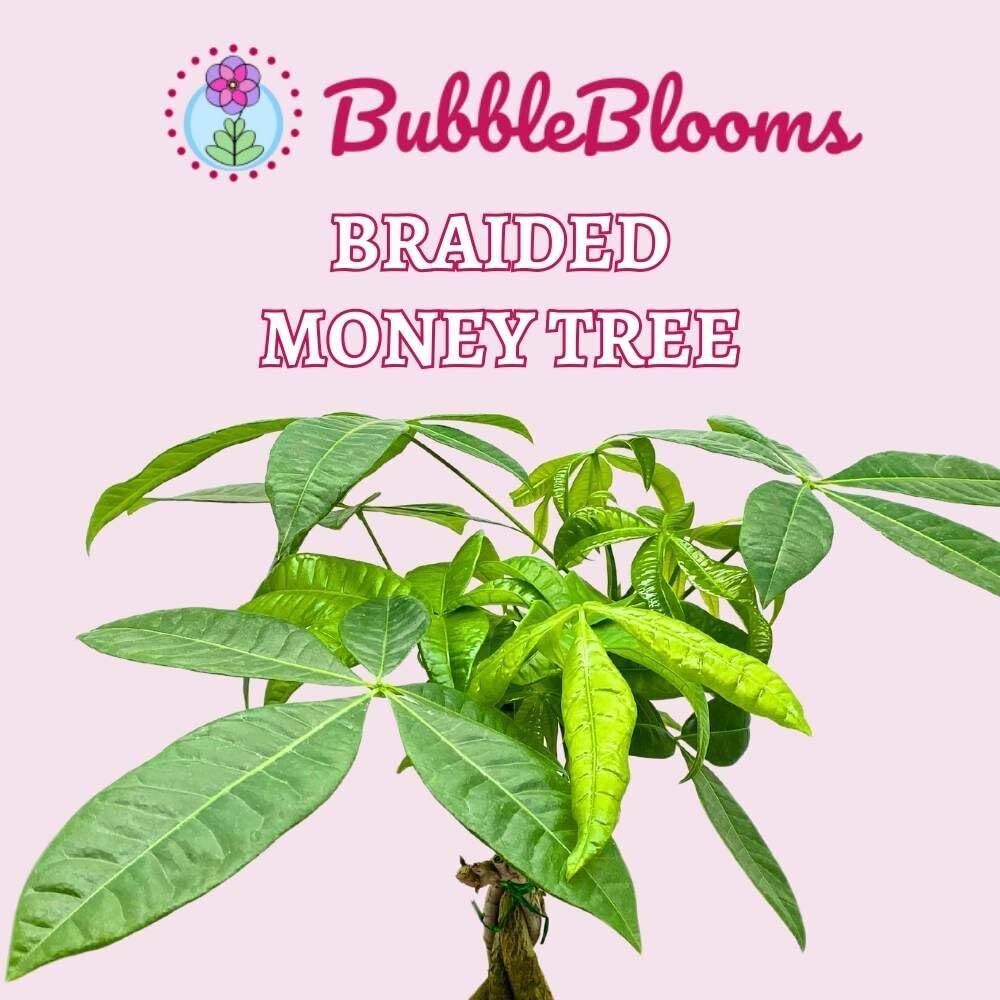 BubbleBlooms Braided Money Tree Pachira aquatica in a 6 inch Pot Water