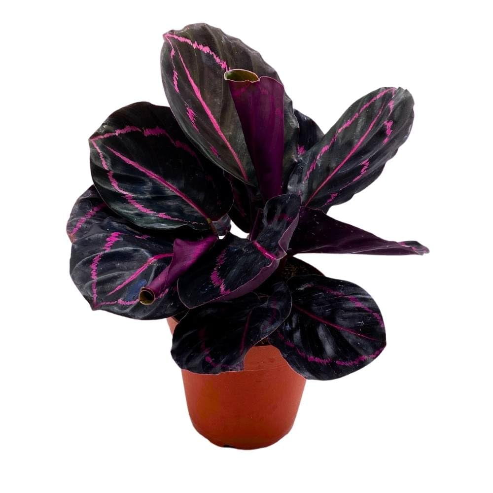 BubbleBlooms Live Calathea Dottie Black Rose Roseopicta in 4 inch Pot -  Walmart.com