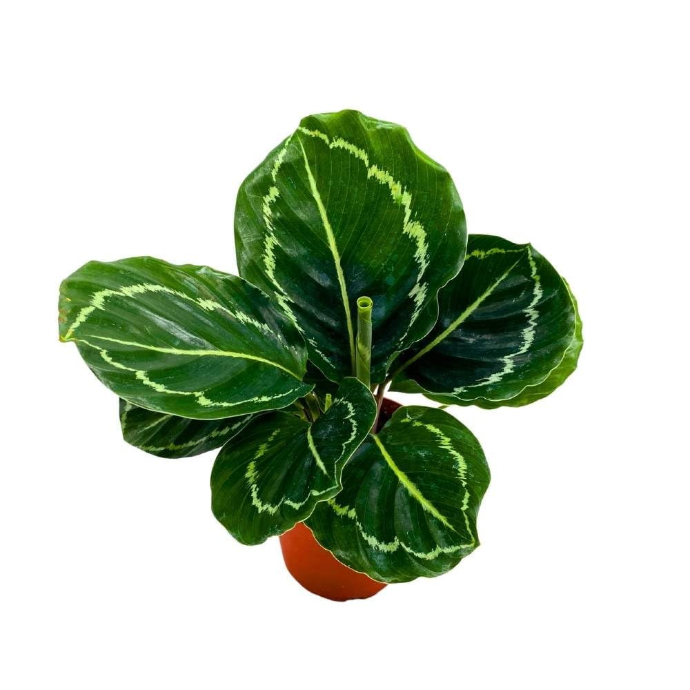 dracaena lemon pflege Dracaena Lemon Lime