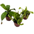thumbnail image 1 of BubbleBlooms Carnivorous Plant Assortment Set, All Different Plant Species, 3 Live Potted Plants, 2 inch Pot, 1 of 9