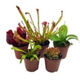 thumbnail image 1 of BubbleBlooms Carnivorous Plant Assortment Set Of 5 Live Potted Plants, All Different Species- 2 Inch Pots, 1 of 9