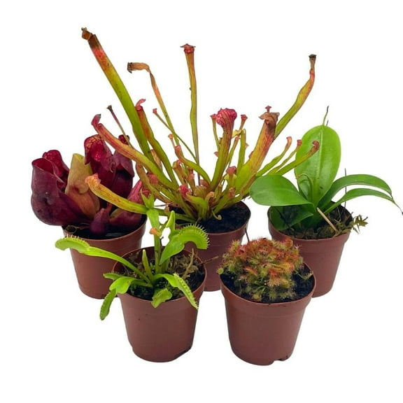 BubbleBlooms Carnivorous Plant Assortment Set Of 5 Live Potted Plants, All Different Species- 2 Inch Pots
