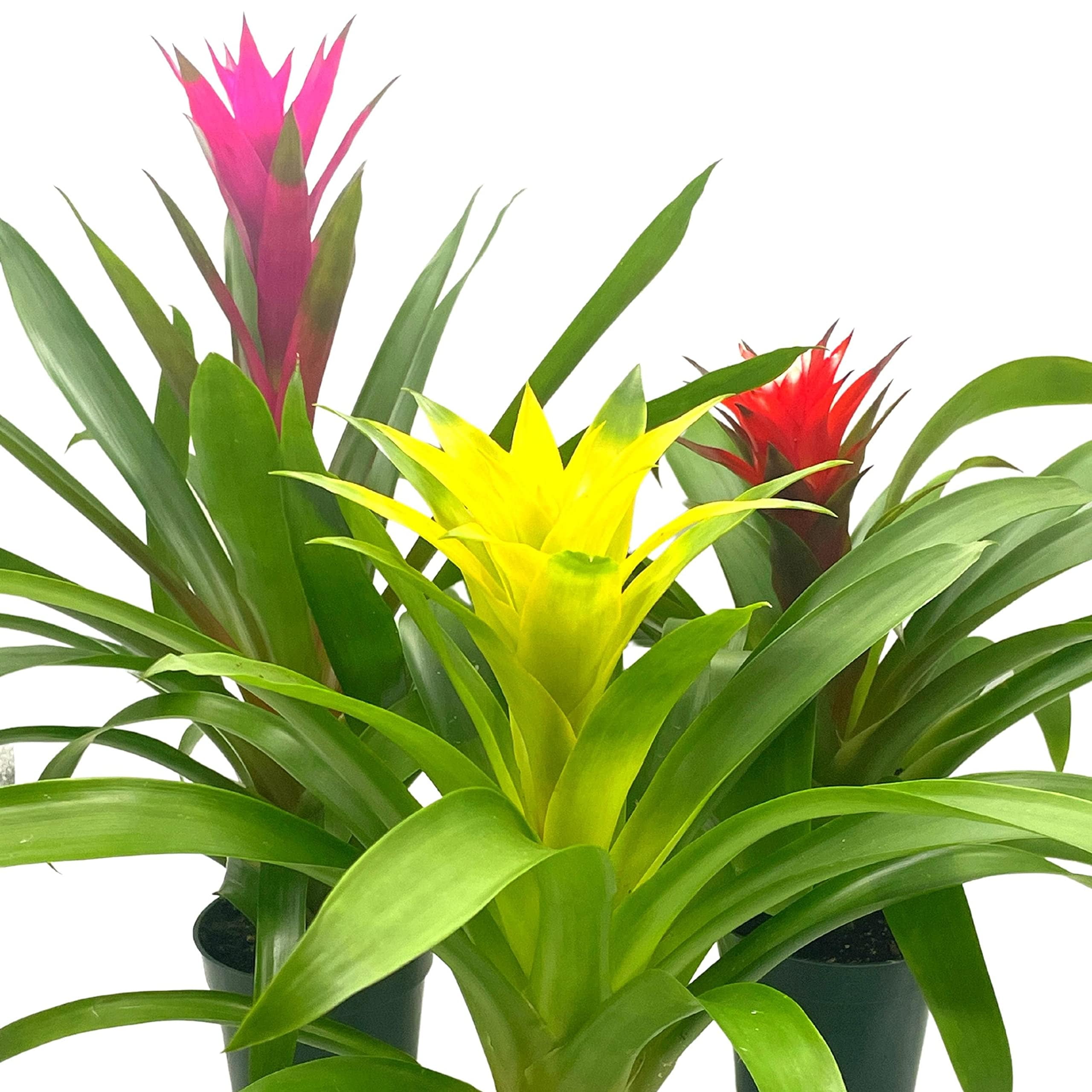 BubbleBlooms Colorful Bromeliad Assortment, Guzmania Variety, Set of 3 ...