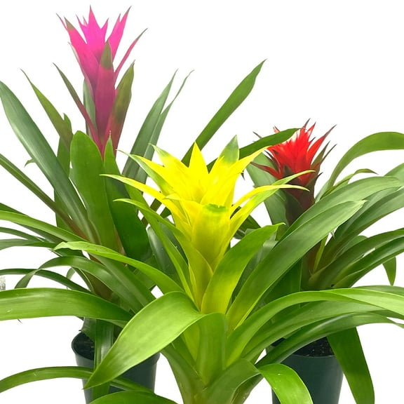 BubbleBlooms Colorful Bromeliad Assortment, Guzmania Variety, Set of 3- 4 Inch