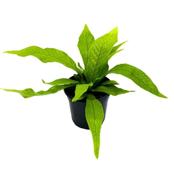 BubbleBlooms Crocodile Fern Microsorum musifolium Crocodyllus in a 4 inch Pot