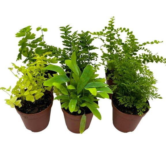 BubbleBlooms Fern Variety Assortment, 6 Different Plants, Variety Bundle- 2 Inch Pots