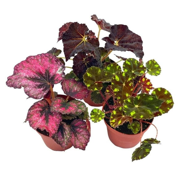 BubbleBlooms Harmony's Begonia Rex Assortment, Variegated Painted-Leaf Begonia, Set of 3 Plants in 4-inch Pots