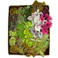 thumbnail image 1 of BubbleBlooms Harmony's Sample Box Full Case 30 4-inch Bulk Begonia, Episcia, African Violet, Angel Wing, Peperomia, Piper Variety Pack, 1 of 9