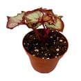 thumbnail image 1 of BubbleBlooms Harmony's Vertigo Begonia, Spiral-Leaf Begonia, Begonia Rex in 4 inch Pot, Variegated, Unique Homegrown Exclusive, 1 of 4