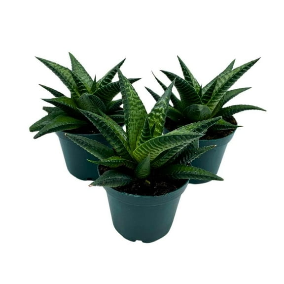 BubbleBlooms Haworthia Limifolia Fairy Washboard Set of 3 in 2 inch pots