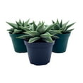 thumbnail image 1 of BubbleBlooms Haworthia Miami Wandera Variegated Lace Aloe Set of 3 in 2 inch pots, 1 of 9