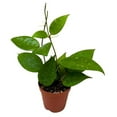 thumbnail image 1 of BubbleBlooms Hoya Black Margin Parastitca in a 2 inch Pot, 1 of 10