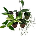 thumbnail image 1 of BubbleBlooms Hoya Macrophylla Variegated Tricolor Stunning Houseplant in 2-inch Pot, 1 of 9