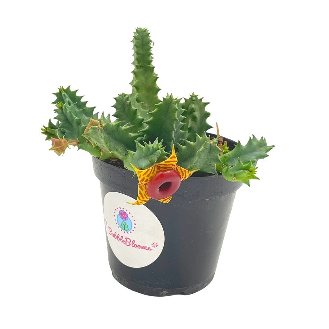 BubbleBlooms Huernia Zebrina Lifesaver, Confusa Phillips, Starfish Stapelia Plant- 4 Inch Pot