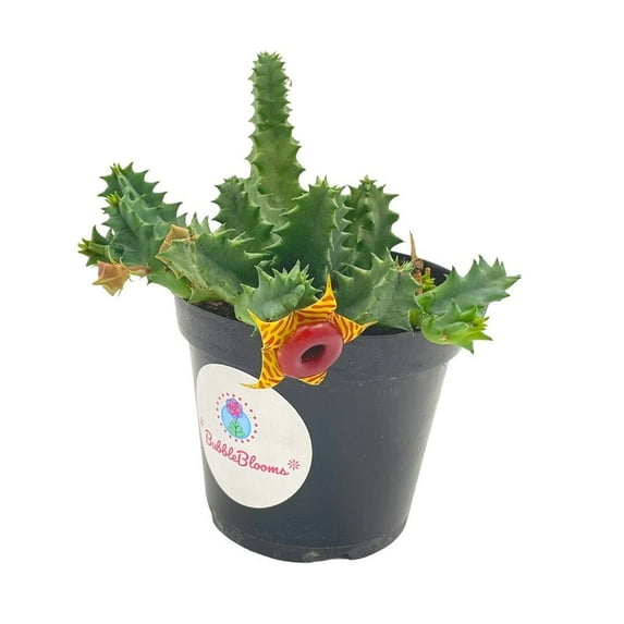 BubbleBlooms Huernia Zebrina Lifesaver, Confusa Phillips, Starfish Stapelia Plant- 4 Inch Pot