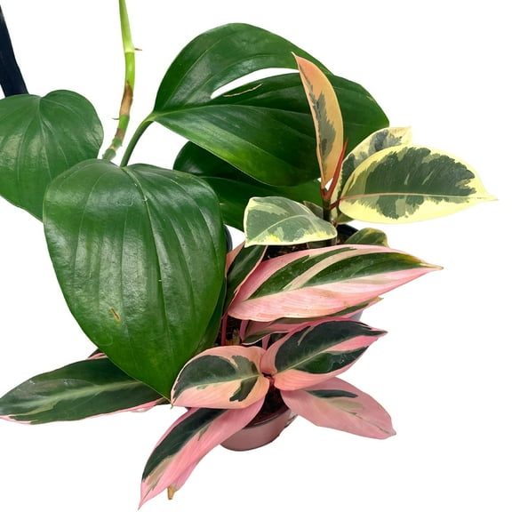 BubbleBlooms Indoor Foliage Assortment, 4 inch Set of 3, Best-Sellers Most Popular House Plant Variety