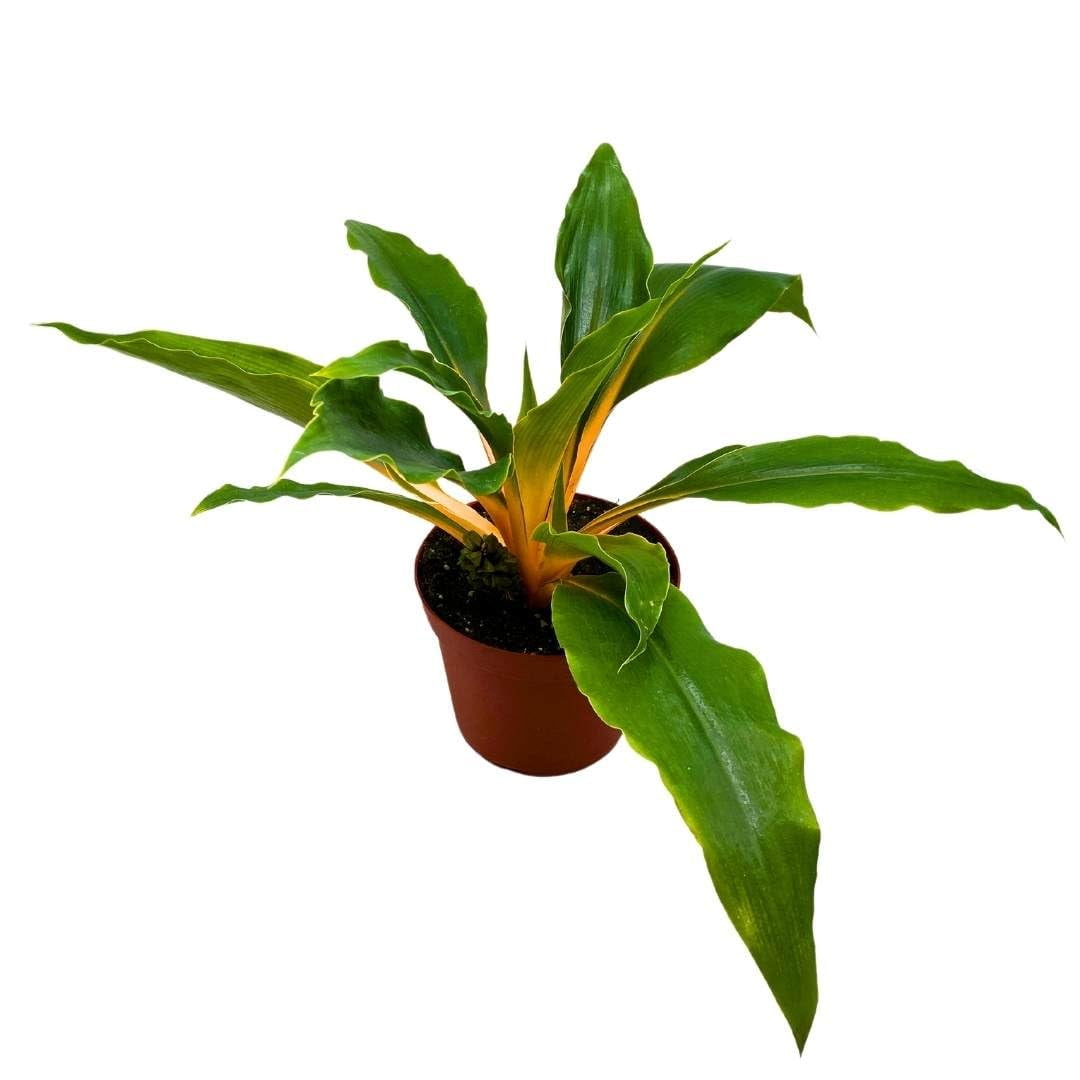 BubbleBlooms Mandarin Fire Flash Orange Spider Plant in a 6 inch Pot  Chlorophytum Amaniense Easy Houseplant - Walmart.com
