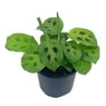 thumbnail image 1 of BubbleBlooms Maranta Green, Kerchoveana Leuconeura, Green Prayer Plant, 4 inch Pot, 1 of 9