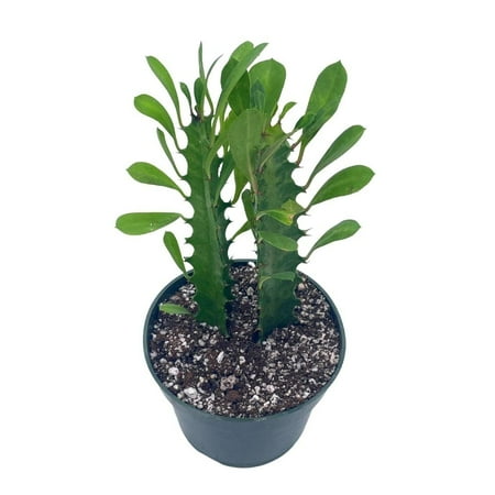 BubbleBlooms Original African Milk Tree, Euphorbia trigona Green, Non-Variegated, Giant Big Thick Multi Branches, in a 4 inch Pot