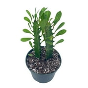 BubbleBlooms Original African Milk Tree, Euphorbia trigona Green, Non-Variegated, Giant Big Thick Multi Branches, in a 4 inch Pot