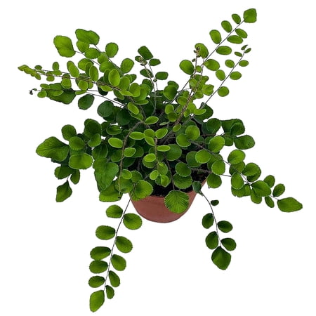 BubbleBlooms Pellaea Rotundifolia, Button Fern- 4 Inch