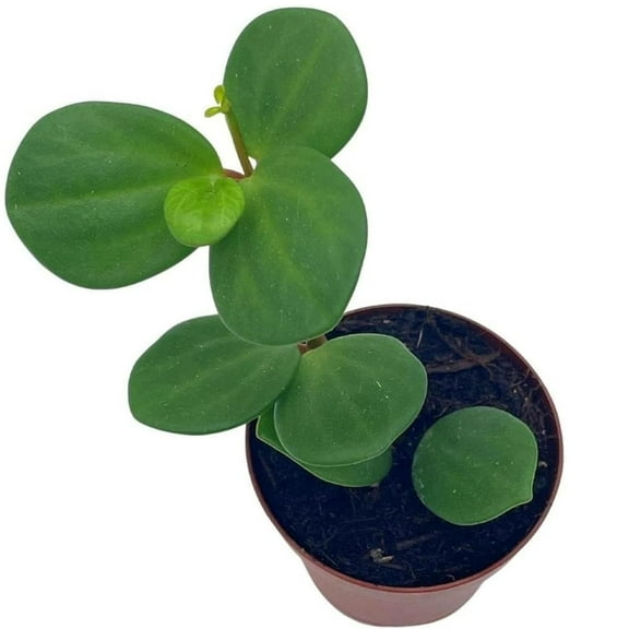 BubbleBlooms Peperomia Hope, Trailing Jade Rotundifolia Mini Pixie Plant- 2 Inch