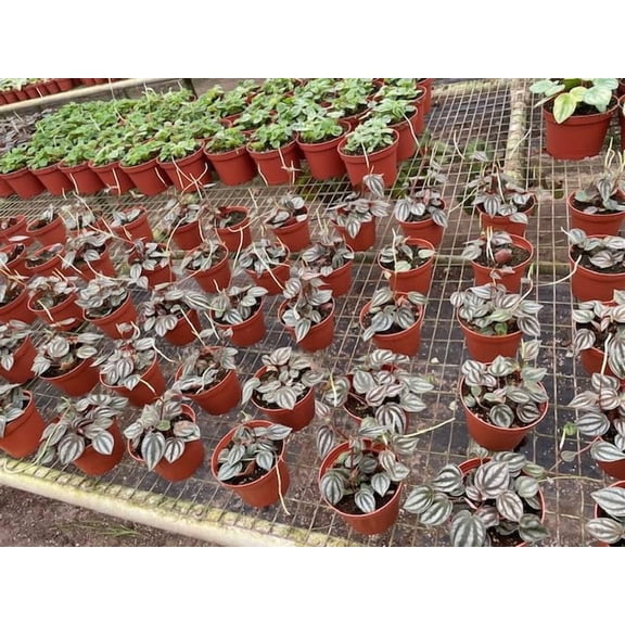 BubbleBlooms Peperomia Turboensis Wholesale Bulk Plants 4 inch 15-Pack