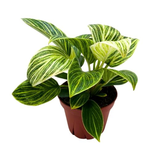 chlorophytum plant Variegated Spider Plant