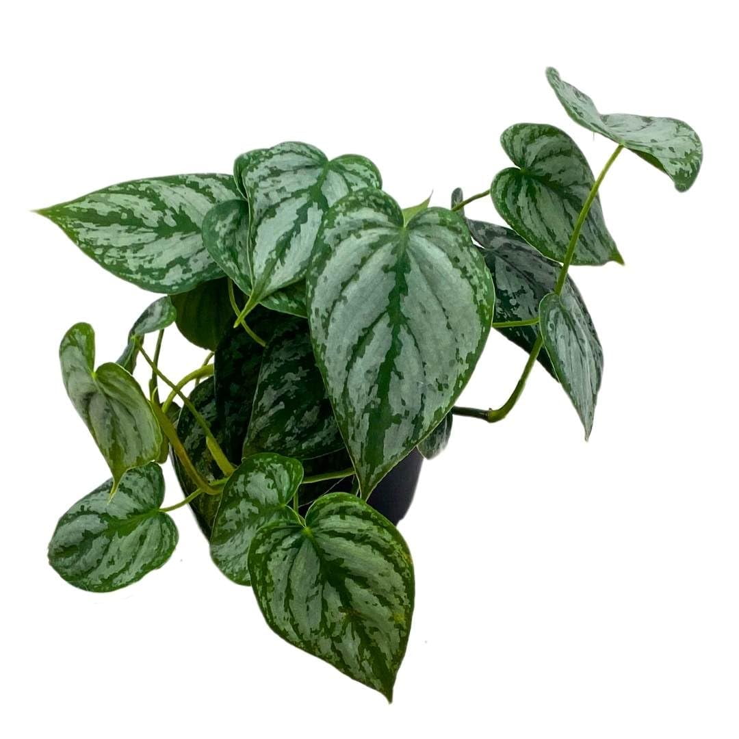 BubbleBlooms Philodendron Brandi Brandtianum in a 4 inch Pot - Walmart.com