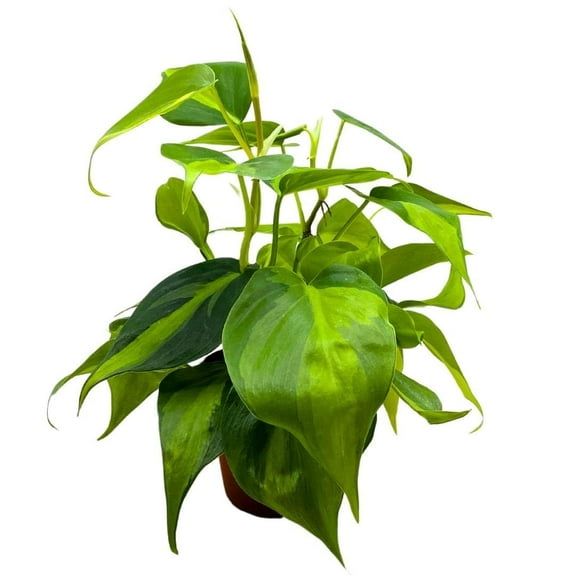 BubbleBlooms Philodendron Brazil 4 inch Brazillian Pothos