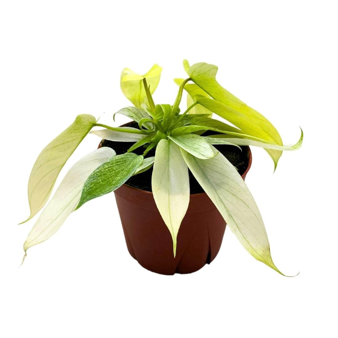 kaktus lange blätter Epiphyllum ackermanii main image 0