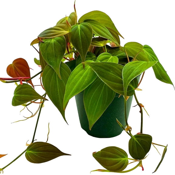 BubbleBlooms Philodendron Micans Hederaceum Live Plant in Pot, Heart-Leaf Philo Sweetheart