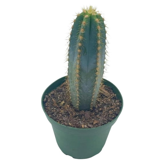 BubbleBlooms Pilosocereus Pachycladus Cacti, Blue Columnar Cactus- 4 Inch Pot