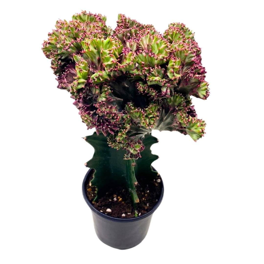 BubbleBlooms Pink Mermaid Tail Variegated Grafted Cactus Rare 4 inch -  Walmart.com