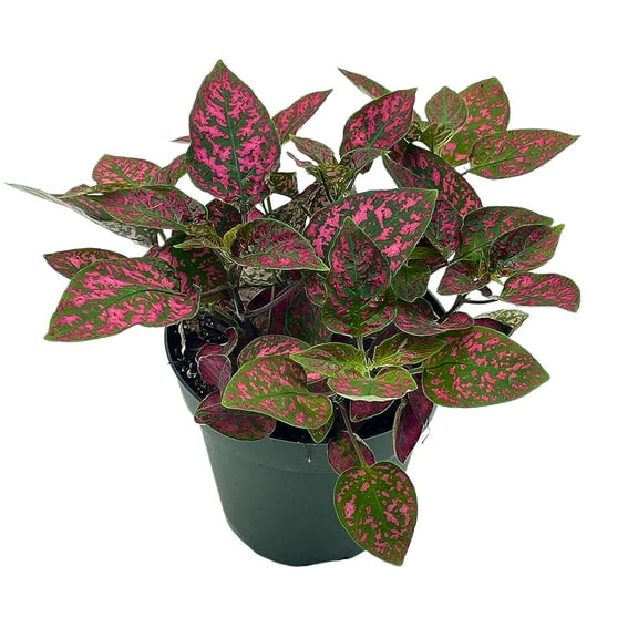 BubbleBlooms Red Hypoestes Phyllostachya, Polka Dot Flamingo Plant, 4 inch Pot