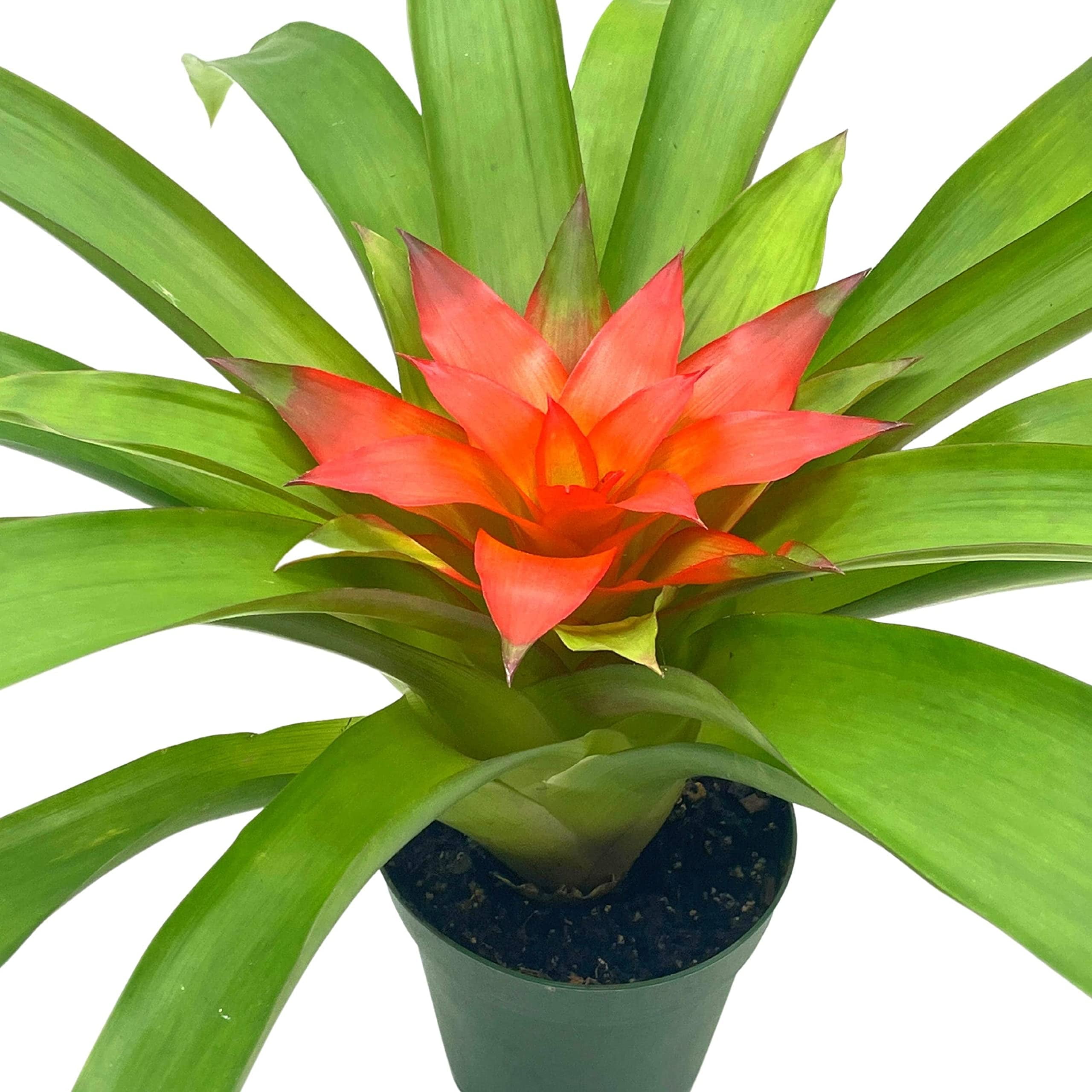 BubbleBlooms Live Indoor Houseplants - Reddish Orange Guzmania ...