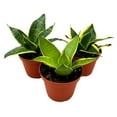 thumbnail image 1 of BubbleBlooms Sansevieria Marginata Assortment in a 4 inch Pot Set of 3, 1 of 9