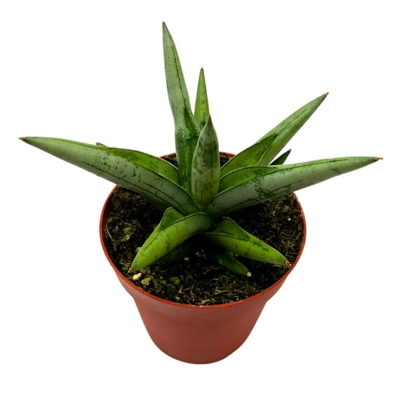 BubbleBlooms Sansevieria Silver Crown 4 inch Rare Snake Plant