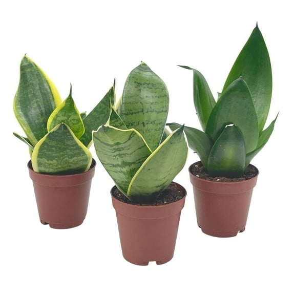 BubbleBlooms Sansevieria Trifasciata Dwarf Rosette-Shaped Variety Bundle, Black Gold, Bird's Nest, Black Robusta, 4 inch Pot