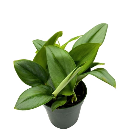 BubbleBlooms Scindapsus Treubii Moonlight Pothos, Sterling Silver Plant, 4 inch Pot